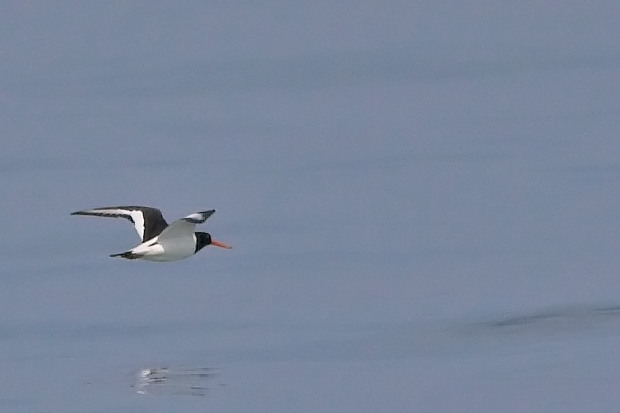 Eurasian Oystercatcher