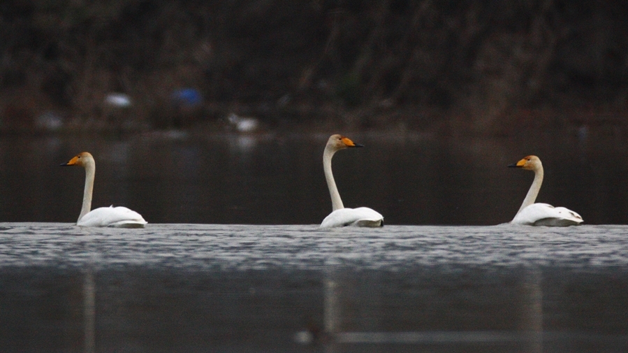 Whooper Swan
