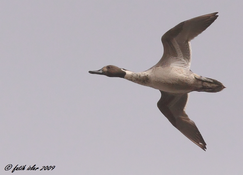 Northern Pintail