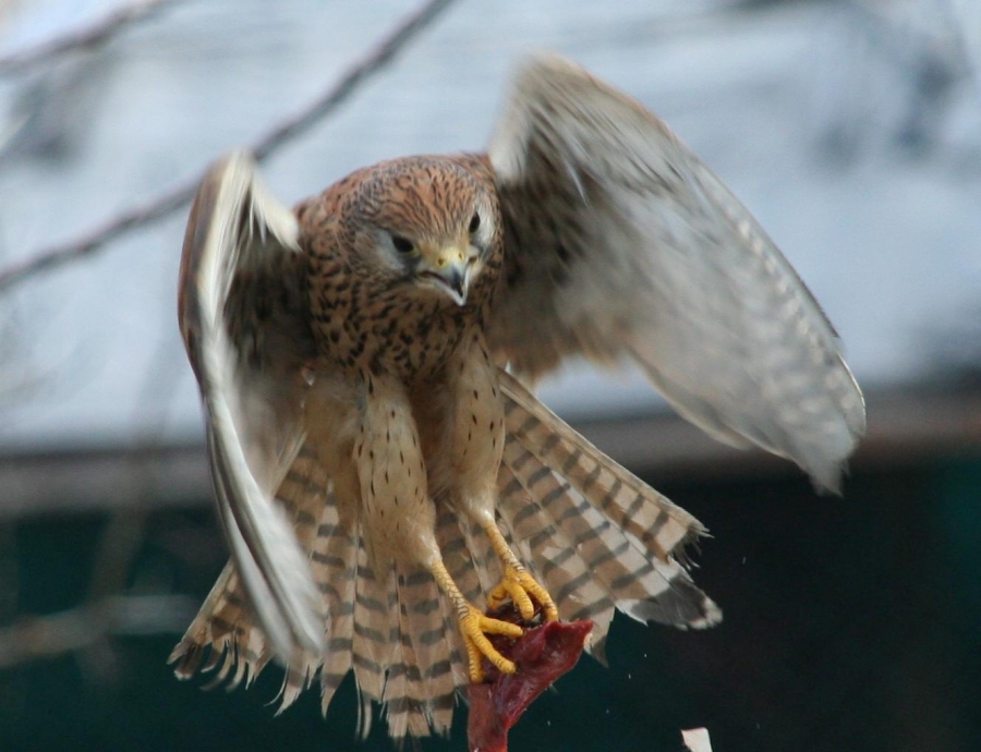Common Kestrel