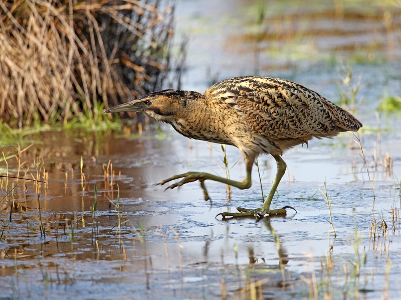 Eurasian Bittern