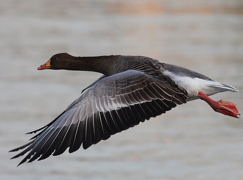 Greylag Goose