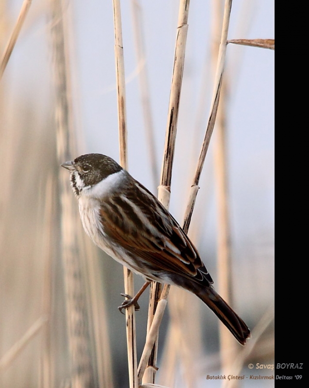 Common Reed Bunting