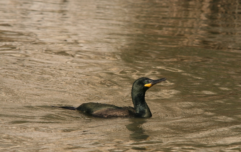 European Shag