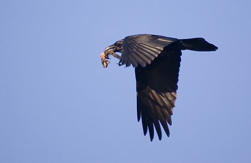Northern Raven