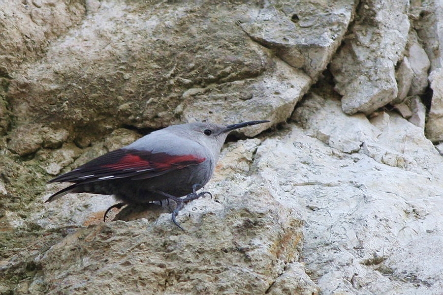 Wallcreeper