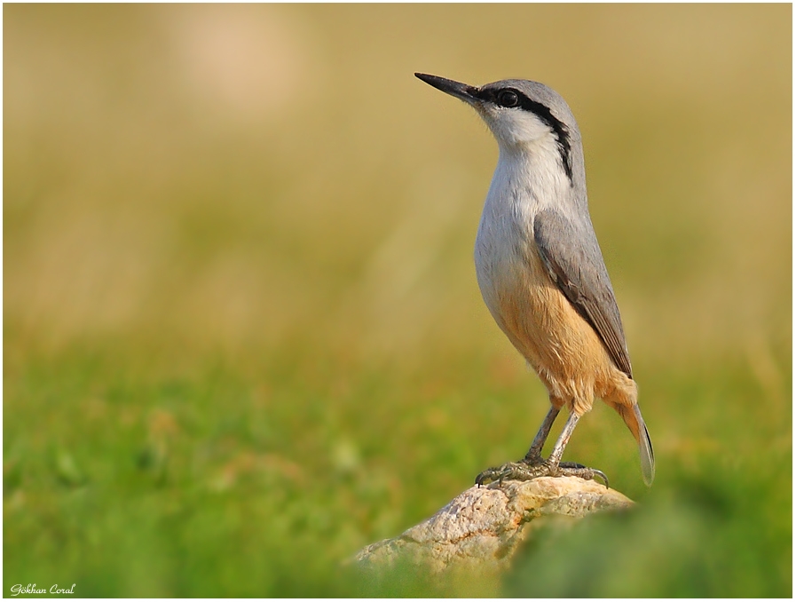 Western Rock Nuthatch