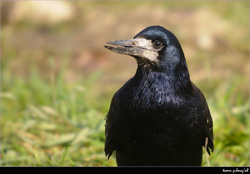 Rook
