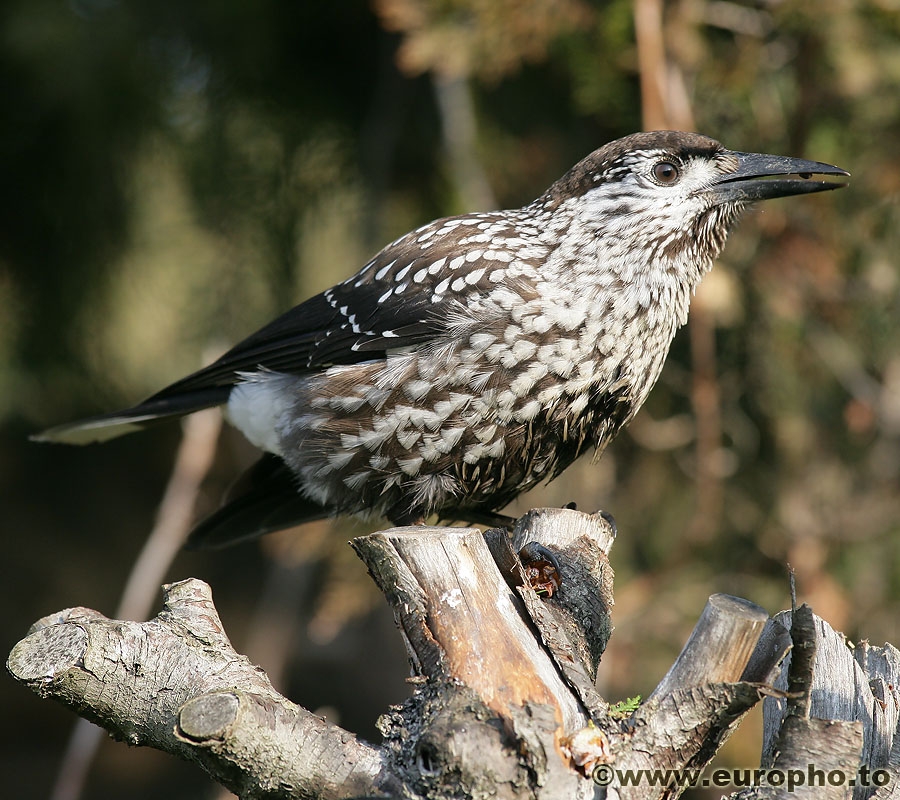 Northern Nutcracker