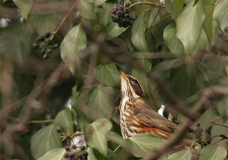 Redwing