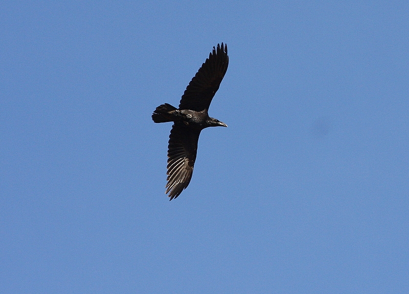Northern Raven