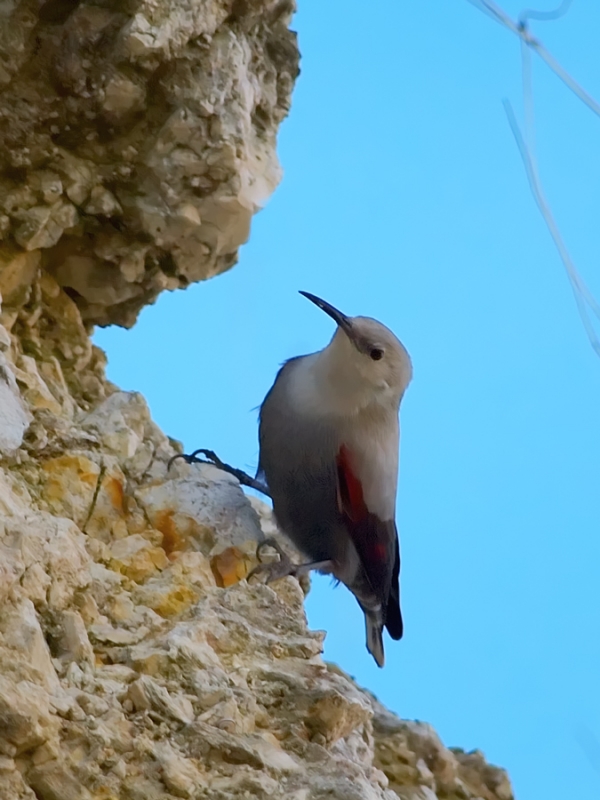 Wallcreeper