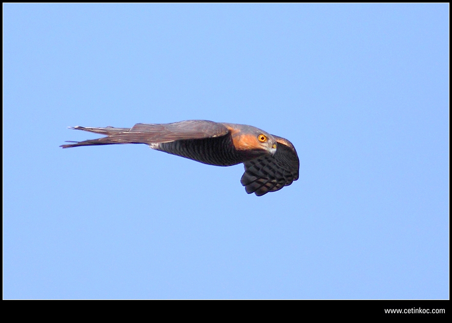 Eurasian Sparrowhawk