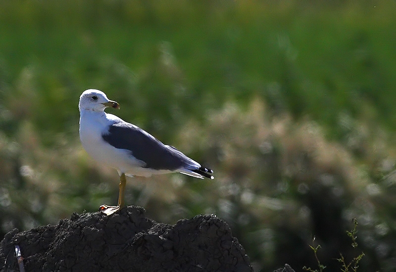 Armenian Gull