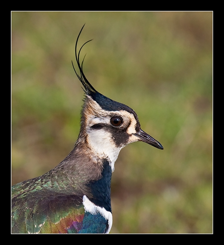 Northern Lapwing