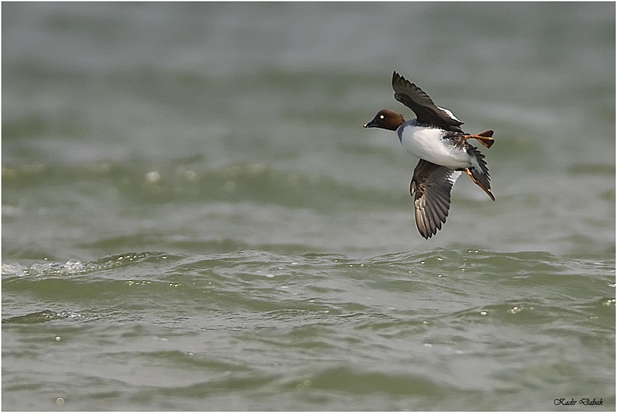 Common Goldeneye