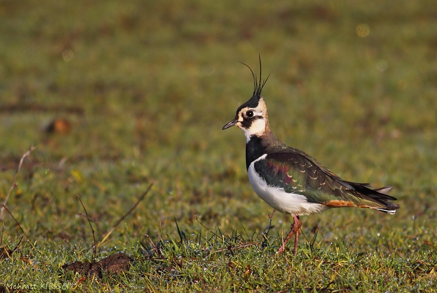 Northern Lapwing