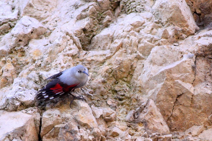 Wallcreeper