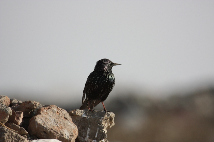Common Starling