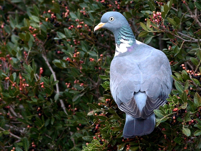 Common Wood Pigeon