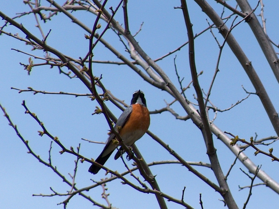 White-throated Robin