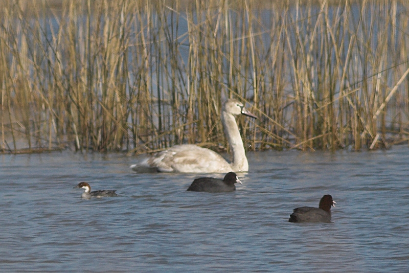 Smew