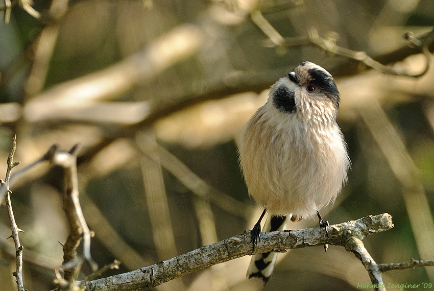 Long-tailed Tit