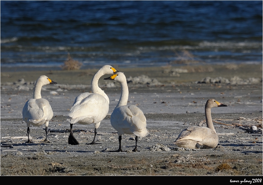 Tundra Swan