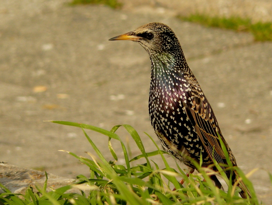 Common Starling