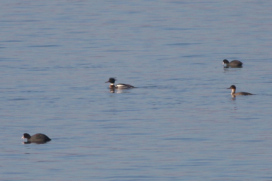 Red-breasted Merganser