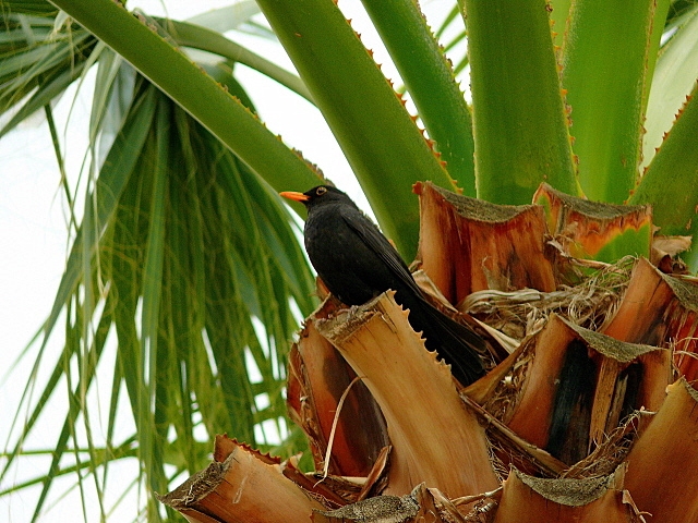 Common Blackbird