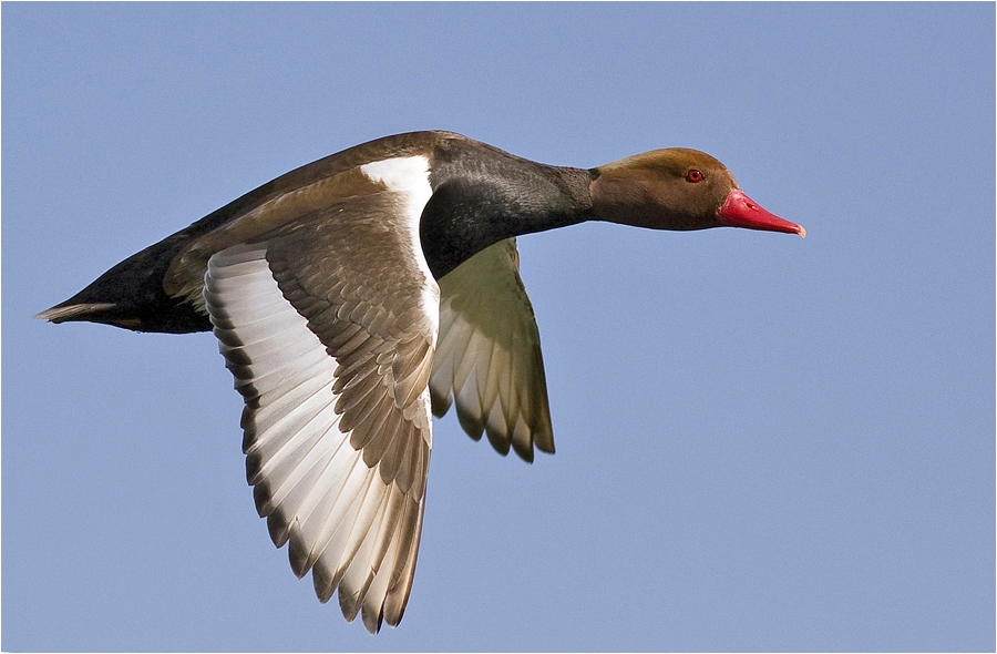 Red-crested Pochard