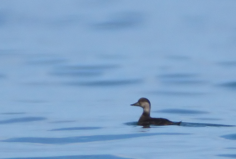 Common Scoter