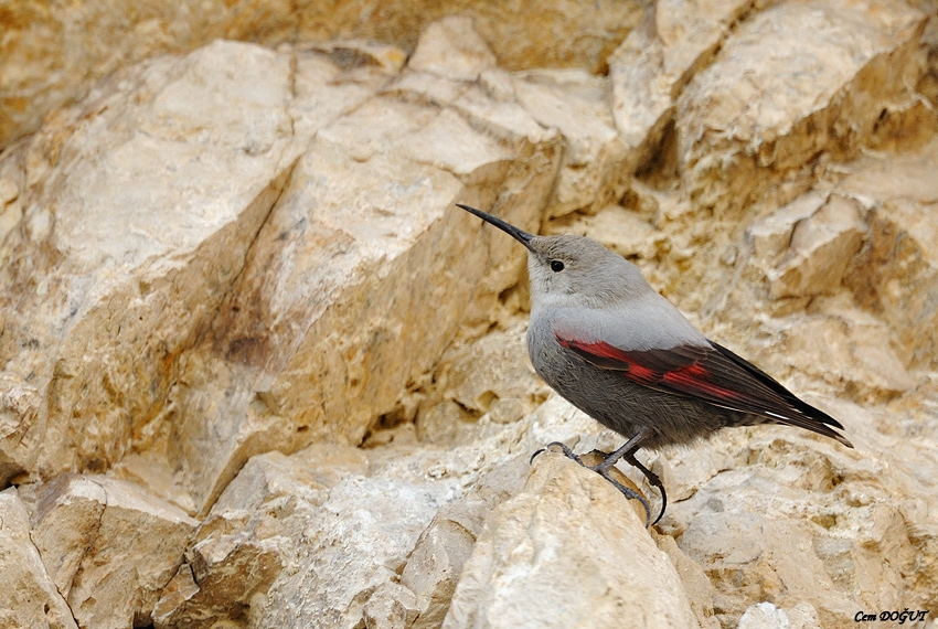 Wallcreeper