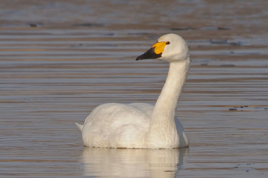 Tundra Swan