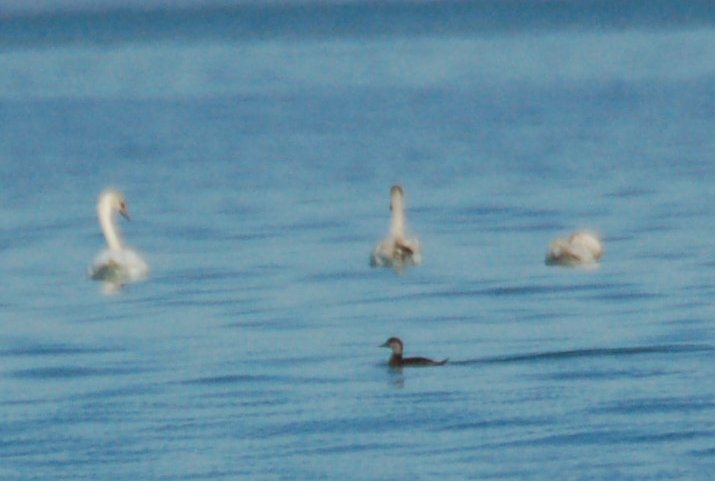 Common Scoter