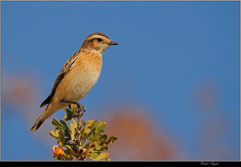 Whinchat