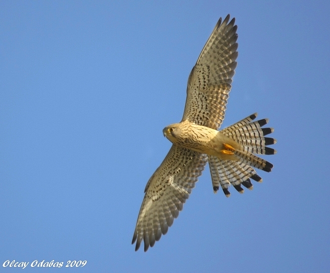 Common Kestrel