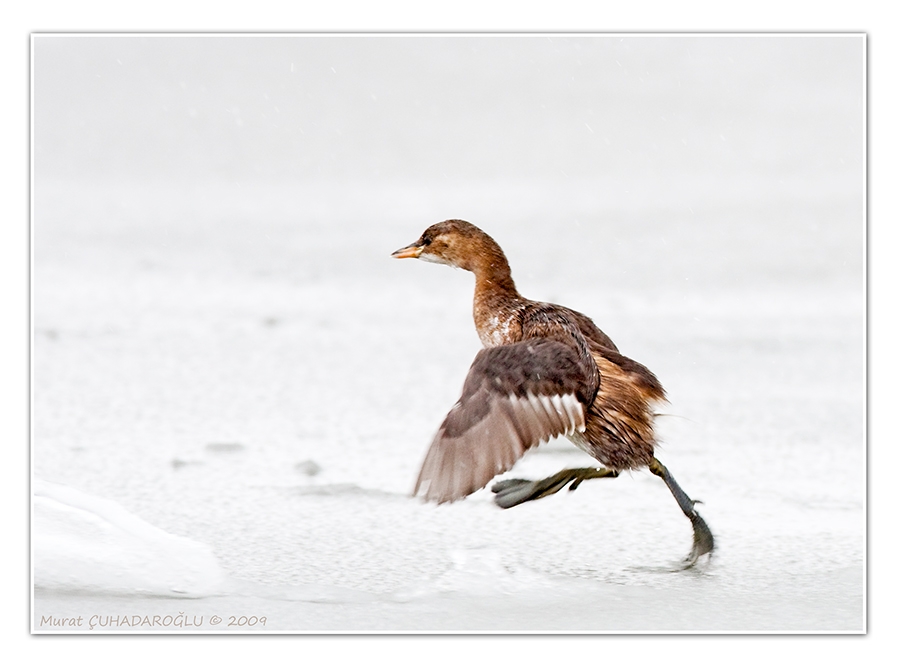 Little Grebe