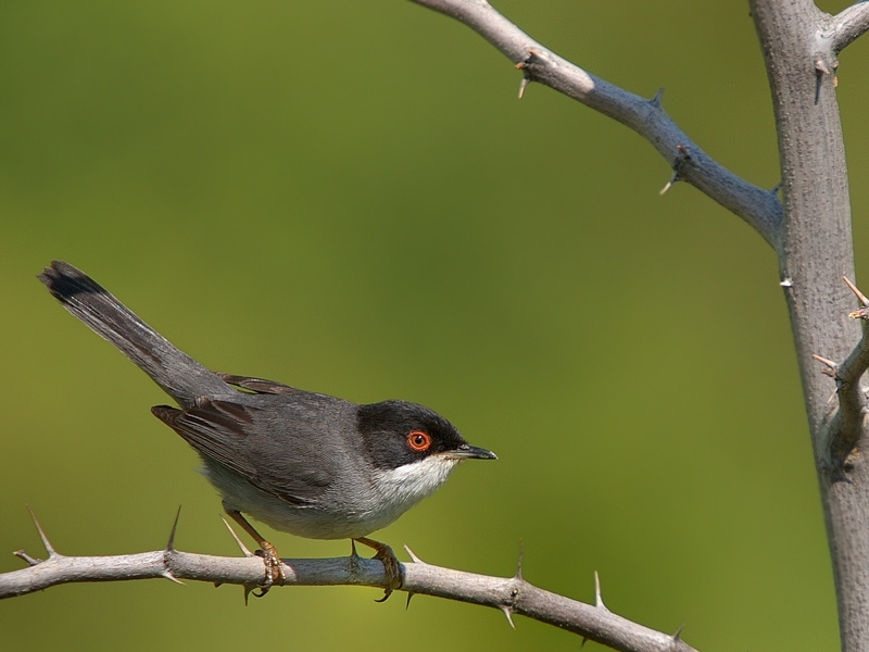 Sardinian Warbler
