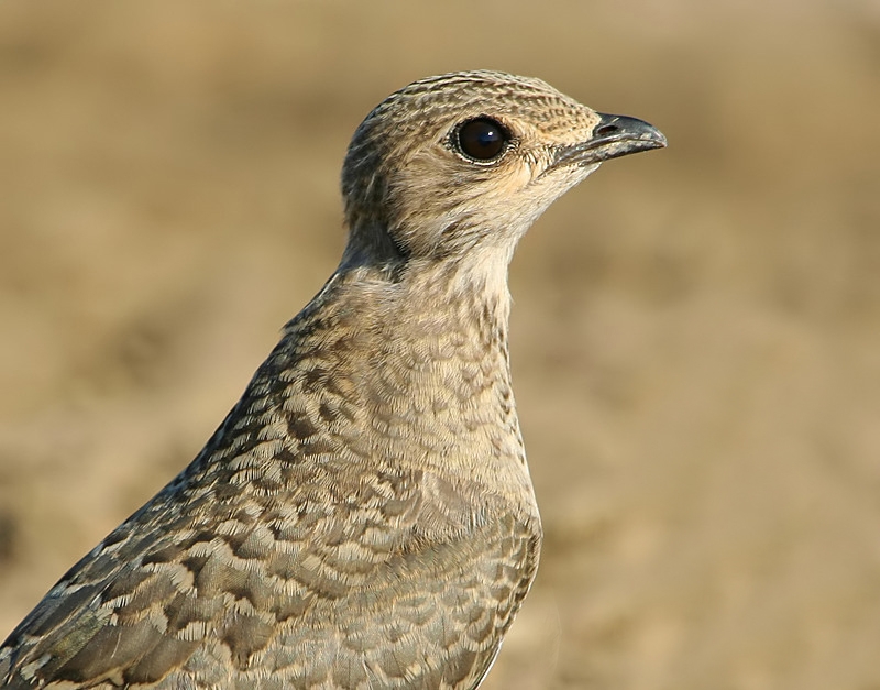 Collared Pratincole