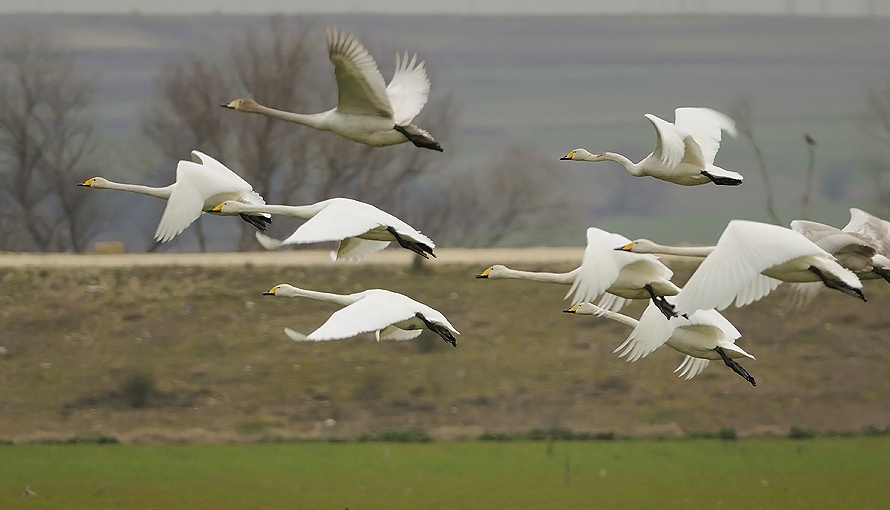 Whooper Swan
