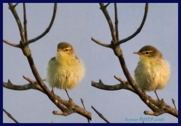 Willow Warbler