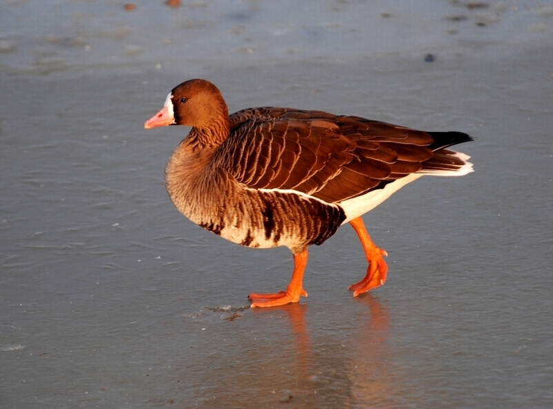 Greater White-fronted Goose