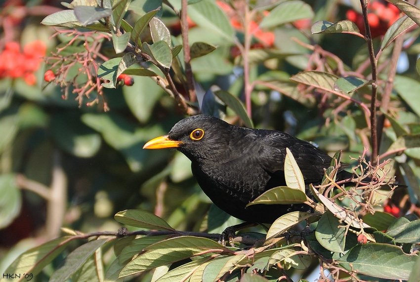 Common Blackbird