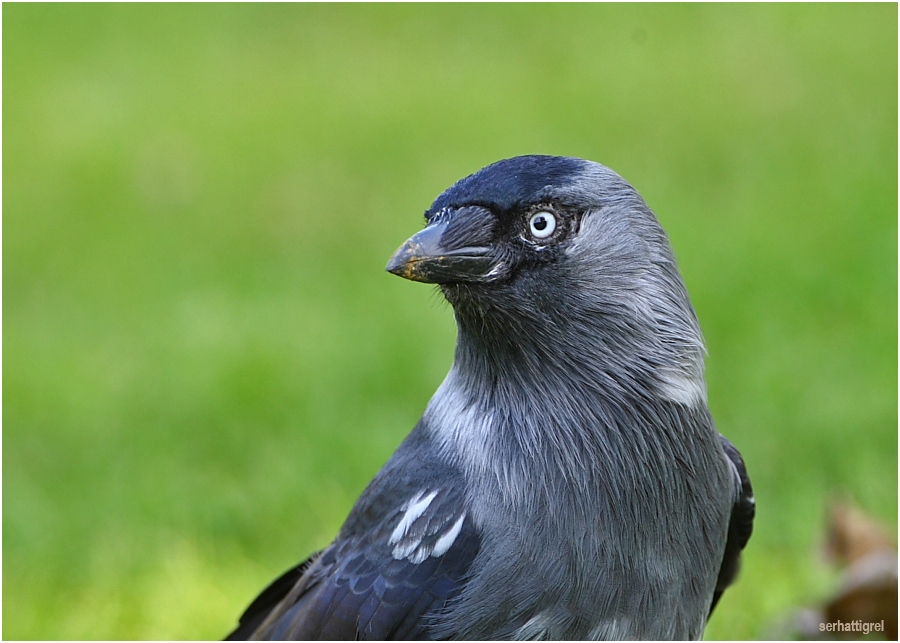 Western Jackdaw