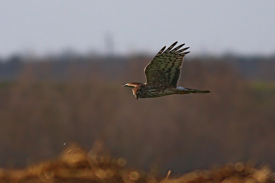 Hen Harrier