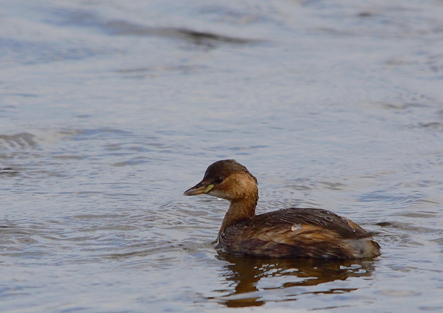 Little Grebe