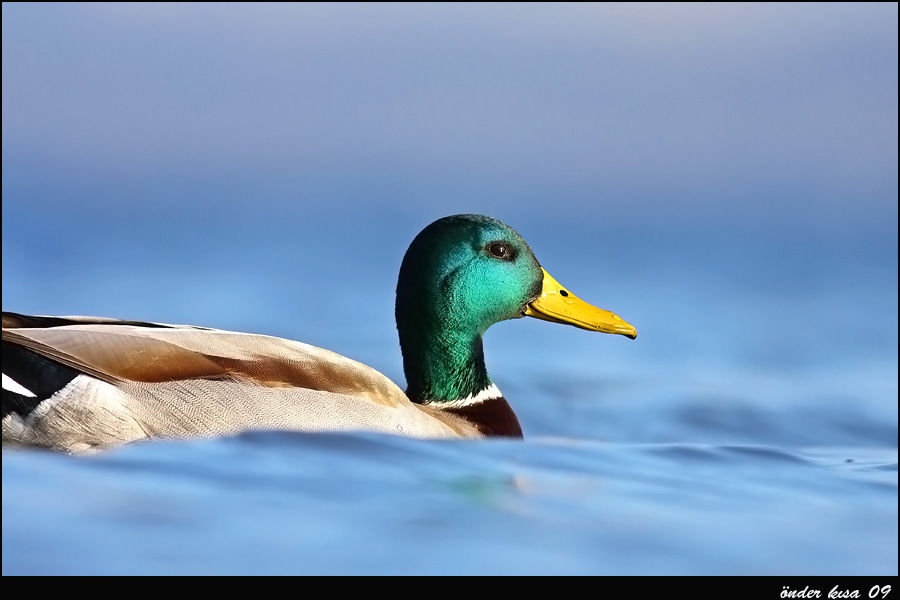 Mallard