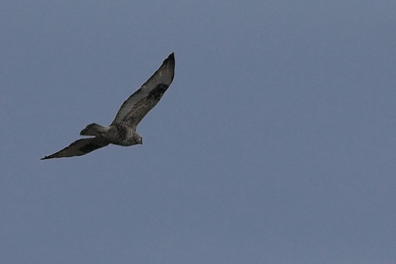 Rough-legged Buzzard